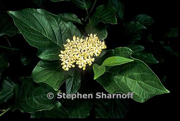 cornus sericea ssp occidentalis 3 graphic